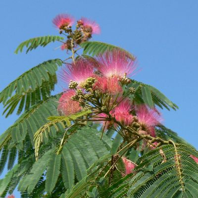 Rózsaszín selyemakác Albizia julibrissin