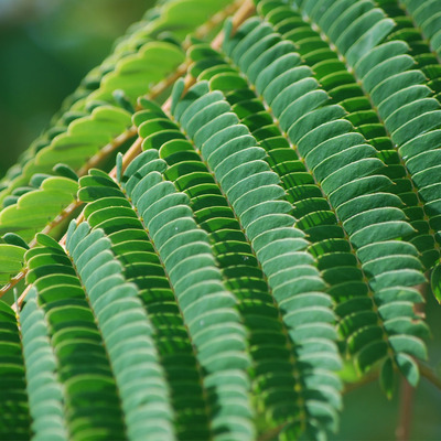 Rózsaszín selyemakác Albizia julibrissin