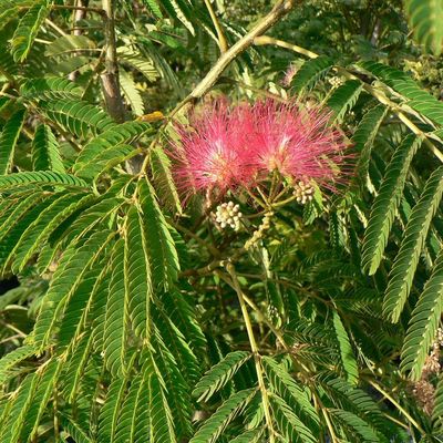 Rózsaszín selyemakác Albizia julibrissin 'Ombrella'