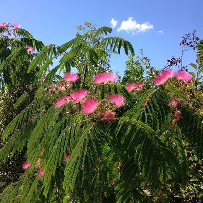 Rózsaszín selyemakác Albizia julibrissin 'Ombrella'