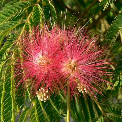 Rózsaszín selyemakác Albizia julibrissin 'Ombrella'