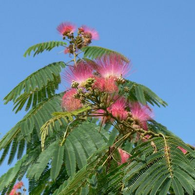 Albizia julibrissin 'Ombrella' Rózsaszín selyemakác