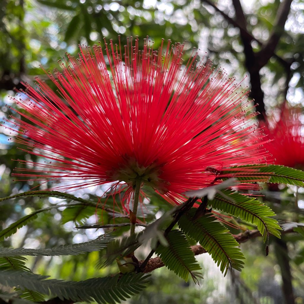 Albizia julibrissin 'Rouge de Tuiliere' Piros virágú selyemakác