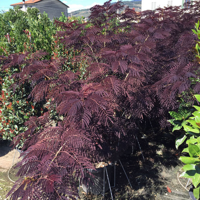 Albizia julibrissin 'Summer Chocolate' Bordólevelű selyemakác