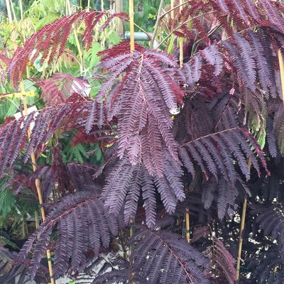 Bordólevelű selyemakác Albizia julibrissin 'Summer Chocolate'