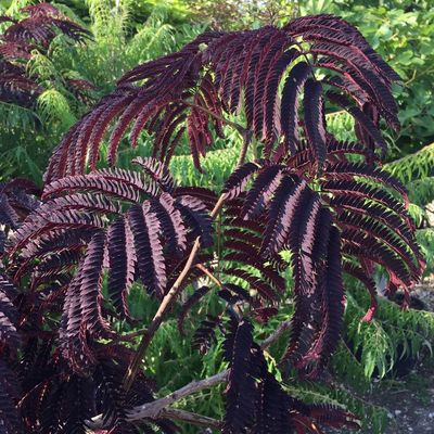 Bordólevelű selyemakác Albizia julibrissin 'Summer Chocolate'