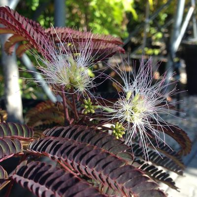 Bordólevelű selyemakác Albizia julibrissin 'Summer Chocolate'