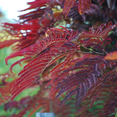 Bordólevelű selyemakác Albizia julibrissin 'Summer Chocolate'