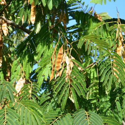 Rózsaszín selyemakác Albizia julibrissin