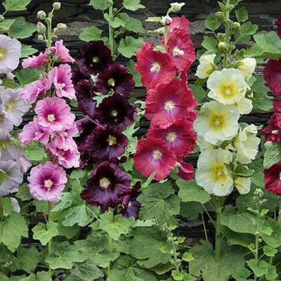 Alcea rosea mix M&aacute;lyvar&oacute;zsa fajt&aacute;k