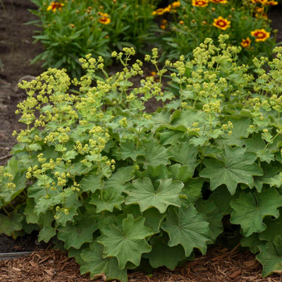 Alchemilla mollis Lágyszőrű palástfű