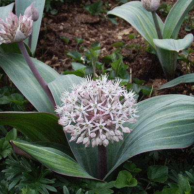 Allium 'Karataviense' D&iacute;szhagyma
