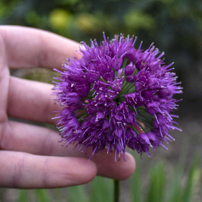 Allium 'Lavender Bubbles' D&iacute;szhagyma