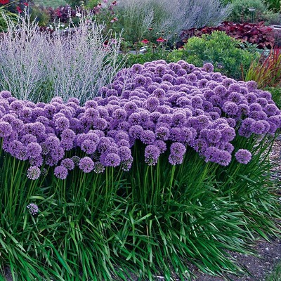 Allium 'Millenium' Díszhagyma