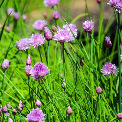 Allium schoenoprasum Metélőhagyma