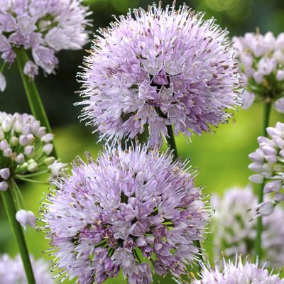 D&iacute;szhagyma Allium 'Summer Beauty'