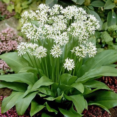 Allium ursinum Medvehagyma