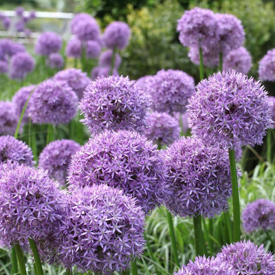 Allium mix Díszhagyma fajták