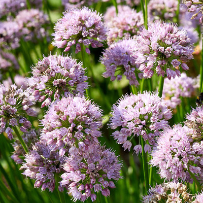 Allium 'Summer Beauty' D&iacute;szhagyma