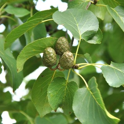 Alnus cordata Éger