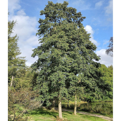 Alnus spaethii Lándzsáslevelű éger