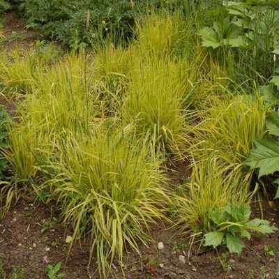 Alopecurus pratensis 'Aureovariegatus' R&eacute;ti ecsetp&aacute;zsit