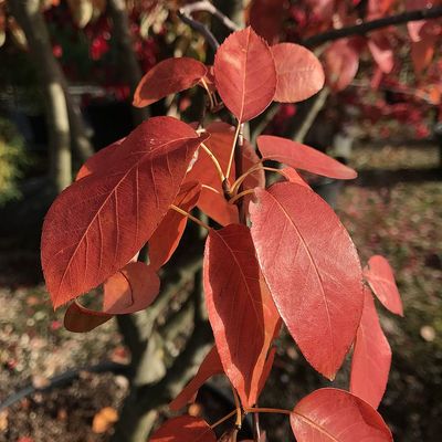 Rézvörös fanyarka /mézalmácska Amelanchier lamarckii (canadensis)