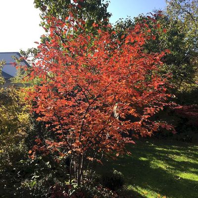 Amelanchier lamarckii (canadensis) Rézvörös fanyarka /mézalmácska