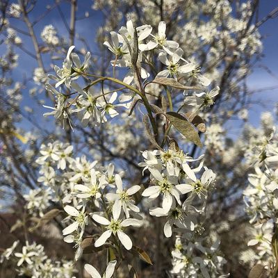 Rézvörös fanyarka /mézalmácska Amelanchier lamarckii (canadensis)