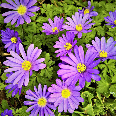 Anemone blanda Csinos szellőrózsa