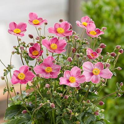 Anemone hupehensis 'Fantasy Jasmine' Szellőrózsa