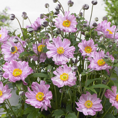 Anemone hupehensis 'Fantasy Pocahontas' Szellőrózsa