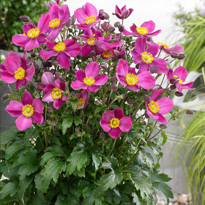 Anemone hupehensis 'Fantasy Red Riding Hood' Szellőr&oacute;zsa