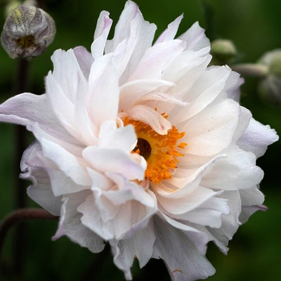 Anemone hybrida 'Frilly Knickers' Szellőrózsa