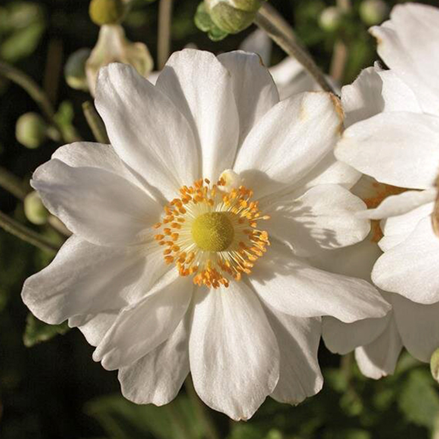 Anemone hupehensis 'Fantasy Rapunzel' Szellőrózsa