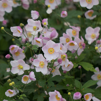 Anemone hupehensis 'Ouvert&uuml;re' Szellőr&oacute;zsa