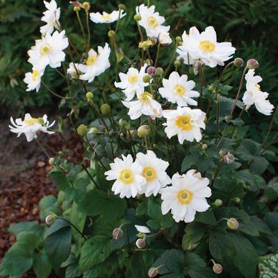 Anemone hupehensis 'Snow Angel' Szellőr&oacute;zsa