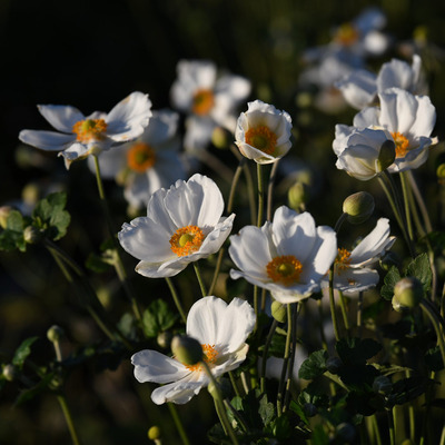 Anemone hybrida 'Andrea Atkinson' Szellőrózsa