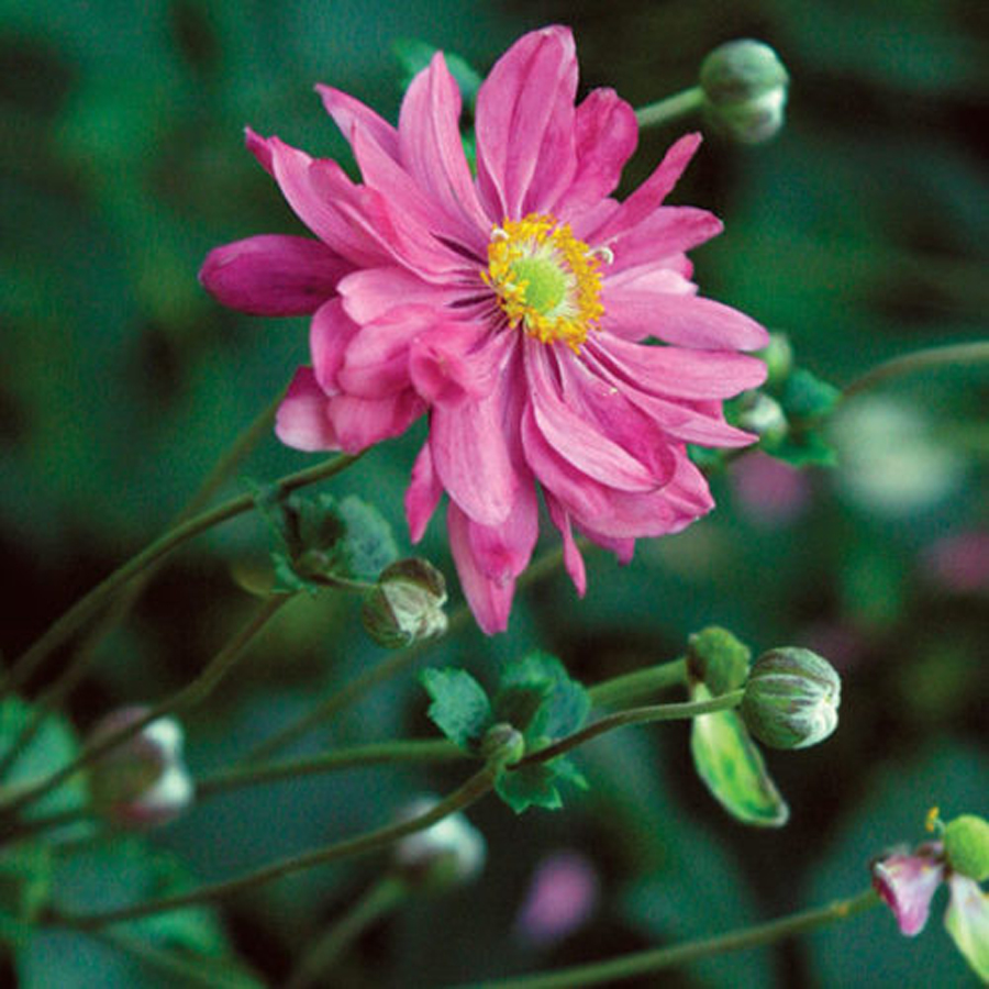 Anemone hybrida 'Bressingham Glow' Szellőrózsa