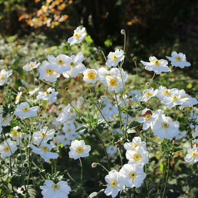 Anemone hybrida 'Honorine Jobert' Szellőrózsa