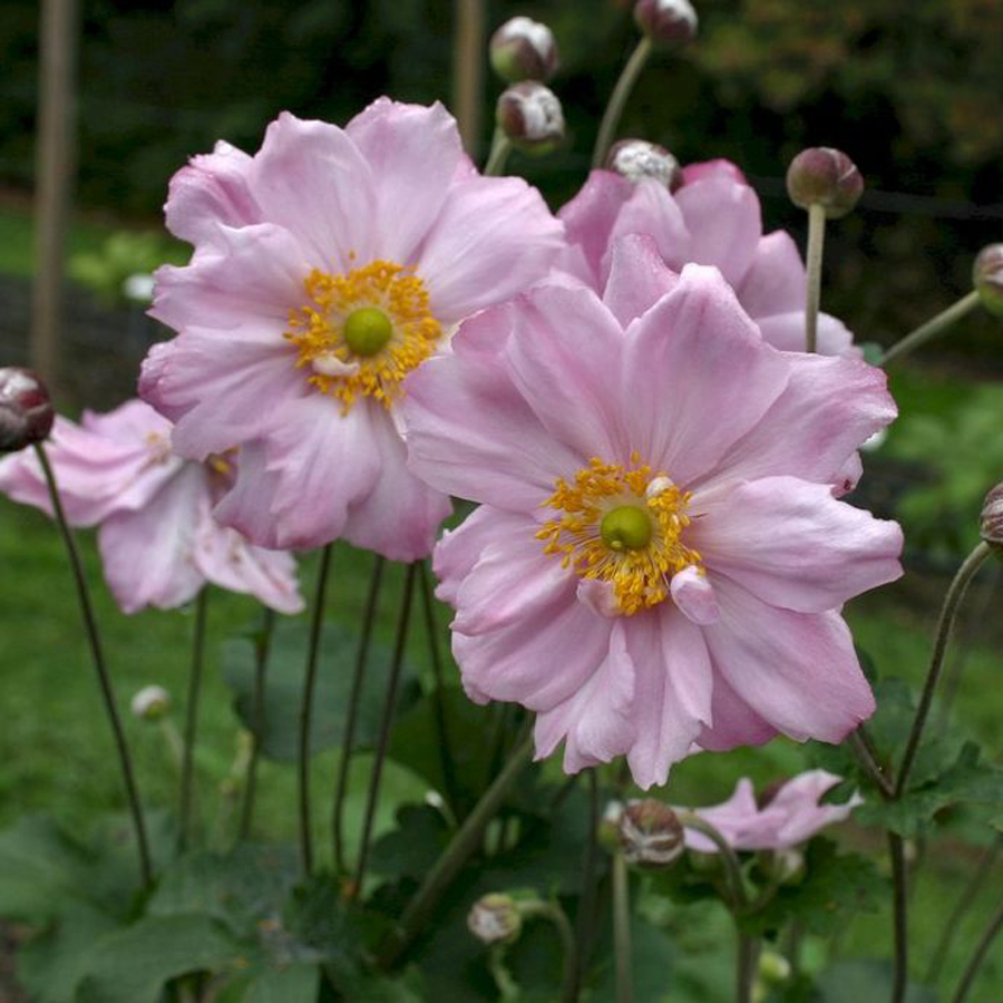 Anemone hybrida 'Königin Charlotte' Szellőrózsa