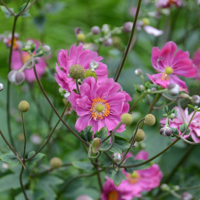 Anemone hybrida 'Margarete' Szellőrózsa