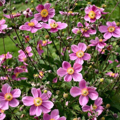 Szellőrózsa Anemone hupehensis 'Praecox'
