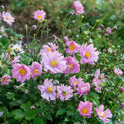 Anemone hybrida 'Pretty Lady Emily' Szellőrózsa