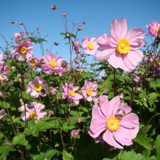 Szellőrózsa Anemone hybrida 'Serenade'