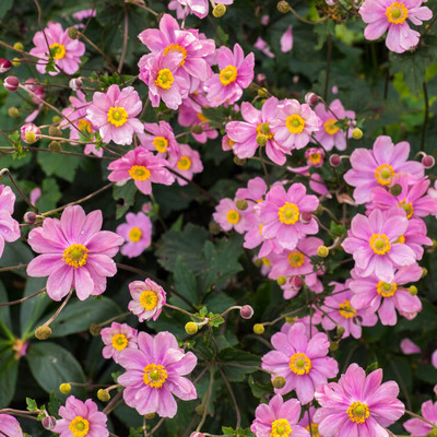 Anemone hybrida 'Serenade' Szellőrózsa