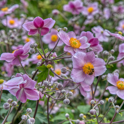 Szellőrózsa Anemone mix