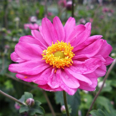 Anemone hybrida 'Pamina' Szellőrózsa