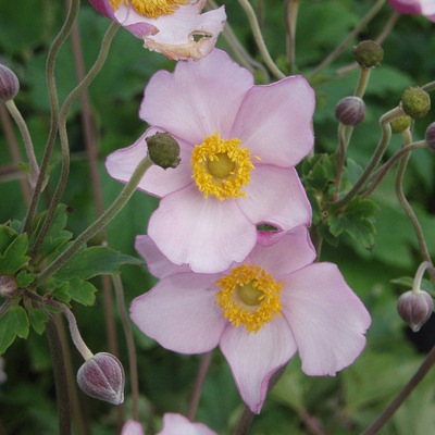 Anemone tomentosa 'Robustissima'