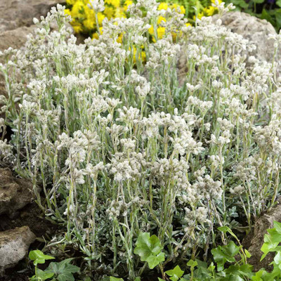 Antennaria dioica 'Alba' Parlagi macskatalp